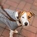 TRIXIE Hundeleine aus Leder Rustic V-Leine Leder M–L, 2,00 m 20 mm in dunkelbraun - verstellbare Fettlederleine für Hunde im klassischen Design - für mittelgroße bis große Hunde - 19002