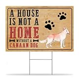 Zoom IMG-1 canaan dog 30 5 x Zoom IMG-1 canaan dog 30 5 x