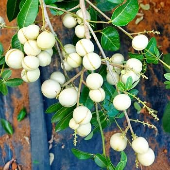 Image of All-Time12 Months Hybrid Grafted Guti Kolom Live Fruit Plant Original & Authentic for Outdoor Fast-Growing Fruit Plant Home Pack Of-1 (White Longan plant Pack of-1, Medium)