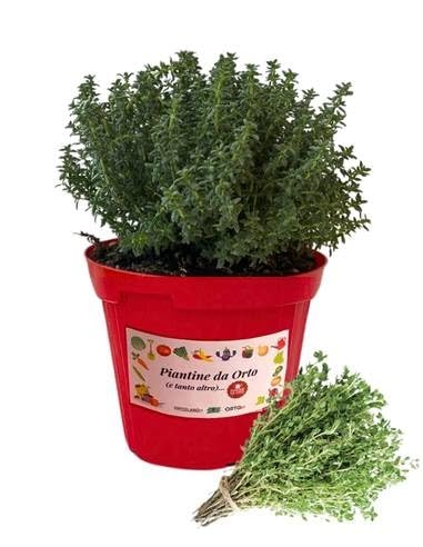 P. Piantine da Orto | Timo, Pianta in Vaso Diametro 14 cm, Pianta Pronta per il Trapianto, Pianta Vera da Esterno, Vivaio Italiano