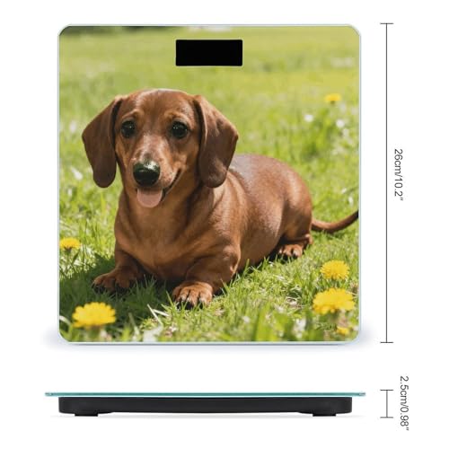 Báscula digital para baño Cute Dachshund con pantalla LCD miniatura 2