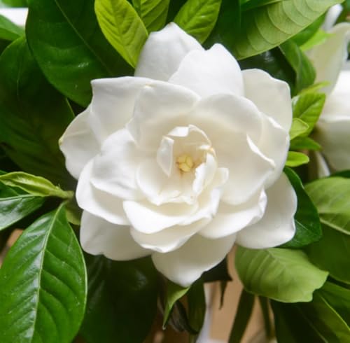 Aceite Absoluto de Gardenia Orgánico Puro Natural 1 mL miniatura 2