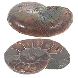 ammoniti serie b Ornamento di modelli: queste decorazioni di ammoniti fossilizzate possono essere regalate ai a cui piace la paleontologia, i trilobiti fossilizzati