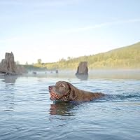 Chuckit! – Ultra Ball XLarge – Robuster und vielseitiger Ball für große Hunde – Schwimmt auf der Wasseroberfläche – Kompatibel mit Launchern – 8,5 cm Durchmesser, Mehrfarbig – Ansicht 3