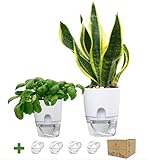 📦 Lieferumfang: 2er Set Pflanztöpfe rund in Weiß aus Kunststoff. Durchmesser 15,5 Groß und 10,5 cm Klein. 2 Extra Hydrodochte inklusive! Es wird kein extra Blumenübertopf benötigt.