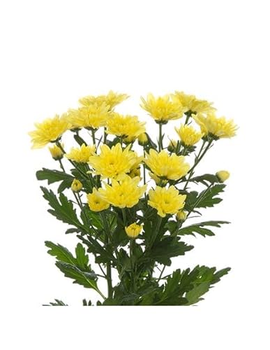 Flor de Crisantemo - Planta Natural - DECOALIVE - Planta Viva - Color Variado