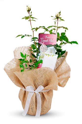 Carbeth Plants Thank You Rose Bush - Gift Wrapped Hybrid Tea