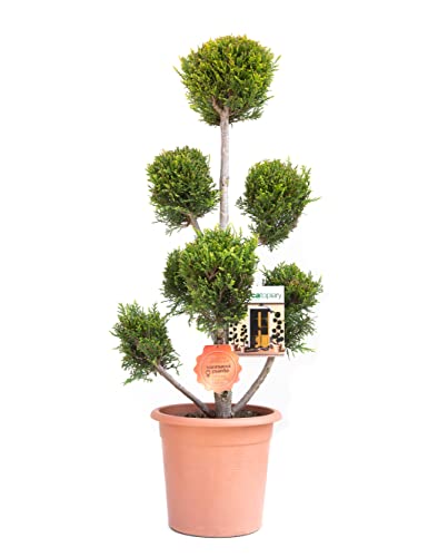 Vannucci Piante - Cipresso leilandi giallo, x Cupressocyparis leylandii (d'innseto) in vaso, Pianta vera a pompon ('Castlewellan Gold')