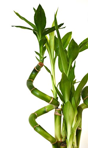 9Greenbox 0B-J7AE-2L5S Lucky Bamboo – Spiral Style With Black And Blue Ceramic Vase Live Plant Ornament Decor thumb #4