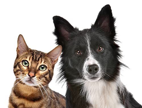 Image of Small World Greetings Dog and Cat Greeting Cards 12 Pack Blank Inside with Envelopes - A2 Size (5.5 inchx4.25 inch) - Pet Lover Gift, Birthday, Thank You, Thinking of You - Made in USA