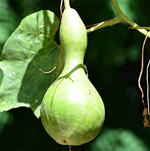 Seeds Calabash Bottle Gourds (Lagenaria siceraria) Giant Rare Lagenaria Vegetable for Planting Heirloom Non GMO Seeds Calabash Bottle Gourds (Lagenaria siceraria) Giant Rare Lagenaria Vegetable for Planting Heirloom Non GMO