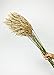 Afloral Natural Ivory Preserved Plume Reed Grass - 36-40