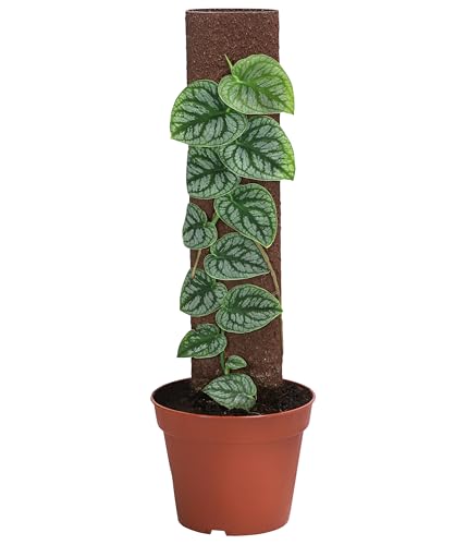 Dehner Fensterblatt an Kratiste-Stab, Monstera dubia, herzförmige Blätter, ca. 46 cm, Ø Topf 14 cm, Zimmerpflanze