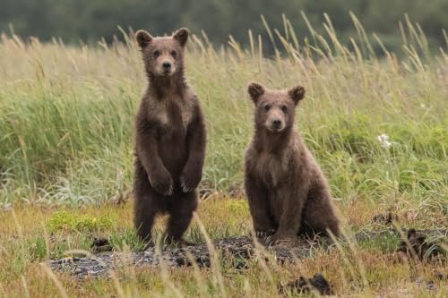 Brother Bear