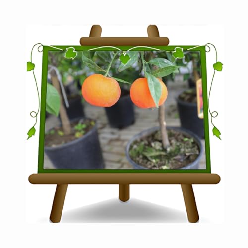 EURO PLANTS VIVAI Agrumes Orange Washington Navel Plantes à Partir De Fruit Hauteur 150-160 cm pot : 35 cm.