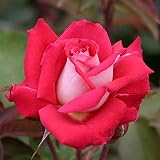 Gartenrose-rosenplanze-Strauchrose - blühende Topfrose frisch aus der Gärtnerei-mehrfarbige Edelrose-Strauchrose-Weihnachtsgeschenke