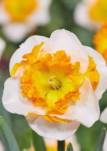 Bulbi di Narcisi | 5 bulbi di narciso Love call | narcisi gialli, arancione e bianchi | bulbi autunnali | MY PLANTIS | spedito da Italia