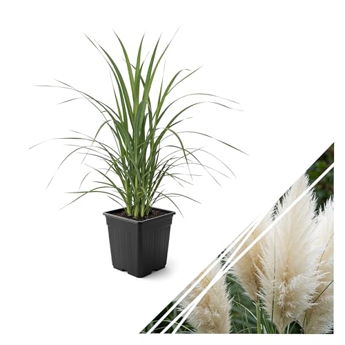 Live Ornamental Pampas Grass (Cortaderia selloana) - White - Perennial Accent Plant - 10 Tall by 5 Wide in 1.5 Qt Pot
