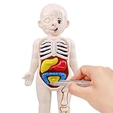 小さい人体模型のおもちゃです。 カラフルで見やすく、初めての人体模型にピッタリ◎ パズル感覚で人の構造を覚えよう！ ※パーツの色は予告なく変更することがあります。 サイス：約18cm