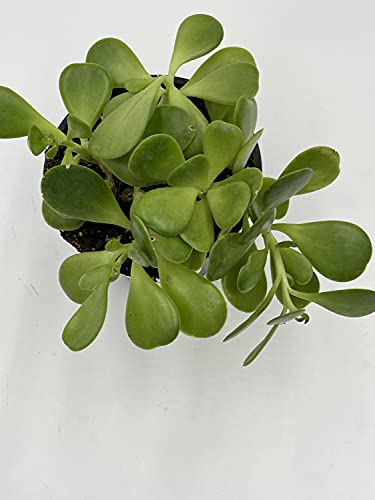 Jade Plant / 4 Inch Crassula Ovata/Friendship Plant, Money Plant, Silver Dollar Plant/Dwarf Jade/Miniature Golden Jade Tree #TOP7