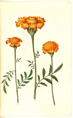 Lienzo de Tagete Patula Hans Simon Holtzbecker para decoración de salón cuadro 60x90cm