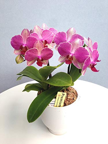 sӒtAXp 2{ 픫i傤j/ Ĝ