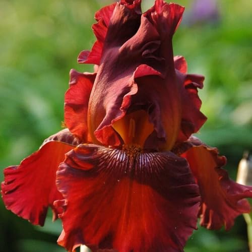 Bulbi di iris, per luoghi soleggiati resistenti all'esterno iris decorativi regali per giardinieri da giardino 15pcs