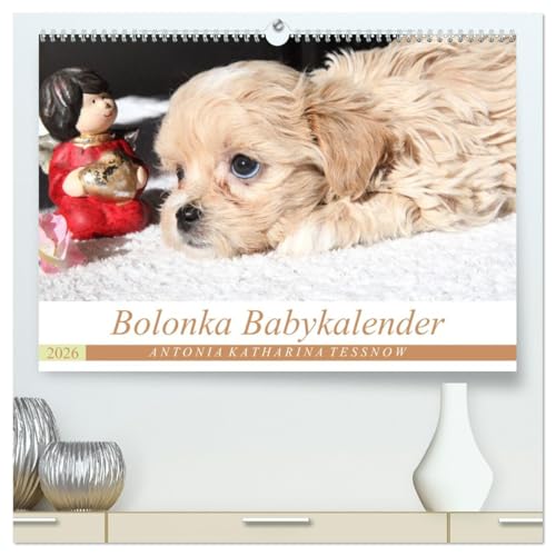 Bolonka Babykalender 2026 (hochwertiger Premium Wandkalender 2026 DIN A2 quer), Kunstdruck in...