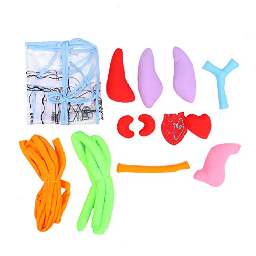 NUOBESTY Avental de Ã“rgão Crianças Anatomia Avental Ã“rgão Aprendizagem Brinquedo para O Bebê Crian