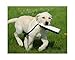 Avery Outdoors Inc 02772 Canvas Bumper 3