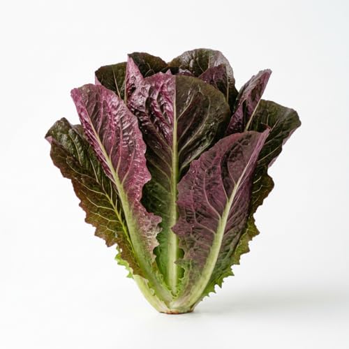 Harvest Heirloom Seeds | Red Romaine Lettuce Seeds for Planting - 1000...