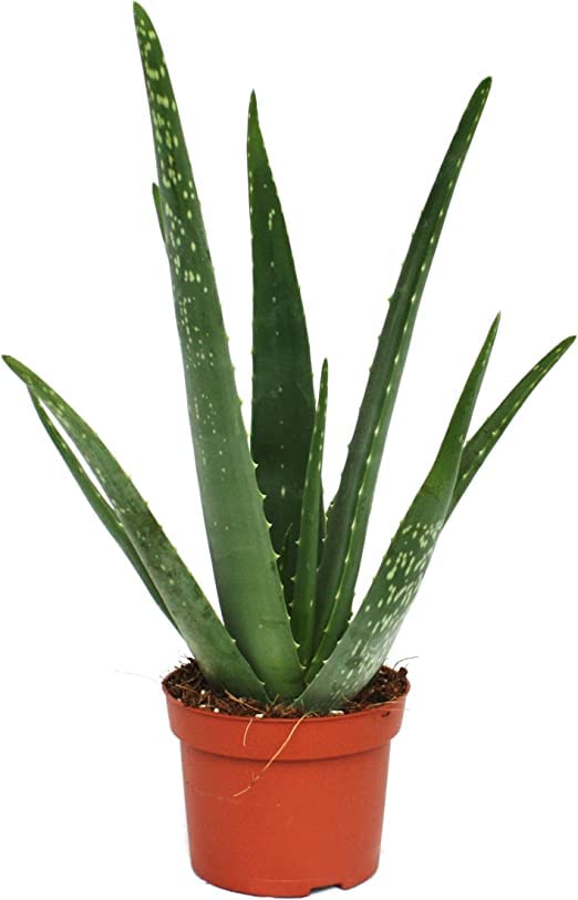 Planta Natural Aloe Vera Suculenta Ideal para la Decoración del Interior o los Exteriores del Hogar