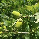 Little Seed Big Tree