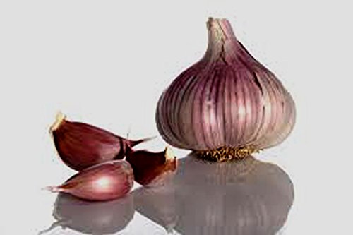 Garlic Bulb (6 Pack), Fresh Siberian HARDNECK Garlic Bulb for Planting and Growing Your OWN Garlic OR Eating - Image 4