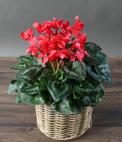 graines de fleurs de cyclamen 100pcs rouge