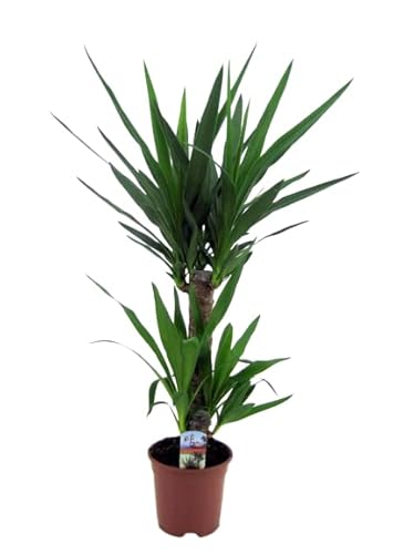 Exótica Yucca de 2 Troncos - Planta Viva Ideal para Purificar el Aire de tu Hogar