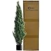 Two 4 Feet Artificial Cedar