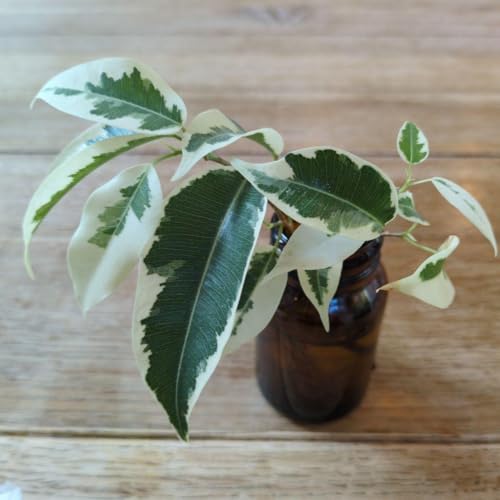 観葉植物 ベンジャミンスターライト」の人気商品一覧 | 安い商品を通販