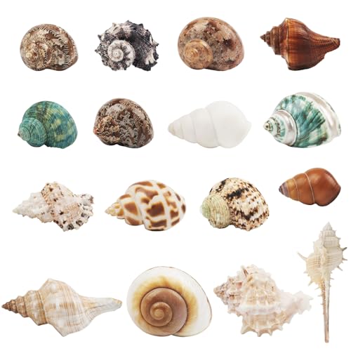 Image of 16 PCS Hermit Crab Shells - 16 Kind Natural Sea Conch Shells Size 1.4 inch - 4.5 inch Medium and Large Turbo Seashells for Hermit Crab Supplies Fish Tank Home Decor