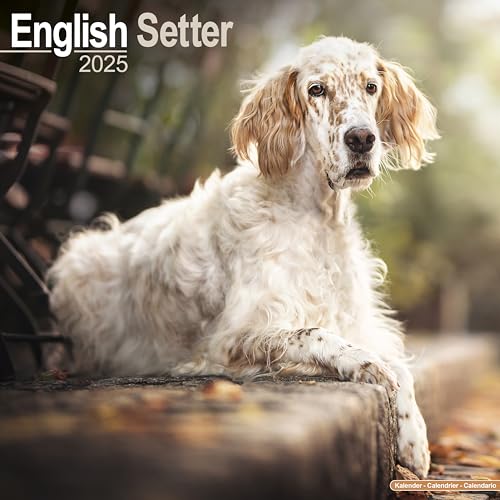English Setter Calendar 2025 | Square Dog Breed Wall Calendar - 1...
