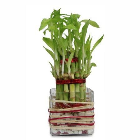 Two layer Lucky bamboo Air purifying Live Plant Indoors, outdoor for Living Room, Table Corner, Balcony, Office,Bed room/Home Decoration pack of 1 low Maintenanc-picture-22