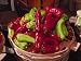 75 CUBANELLE PEPPER (Italian Sweets / Banana Pepper / Italian Frying Pepper) Capsicum Annuum Vegetable Seeds