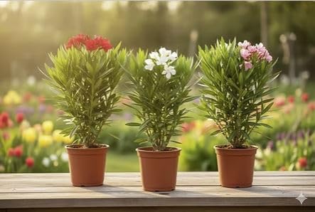 Nerium Oleander Pflanze, Rosa Blüten, Mediterraner Gartenstrauch 30-50cm