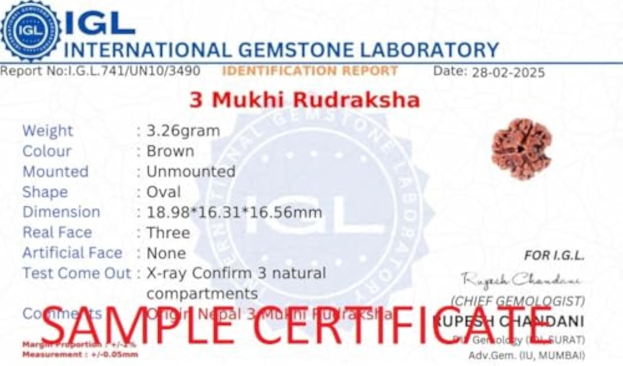 Natural 3 Mukhi Rudraksha Bead, Certified Original