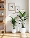 yadoker Plant Grow Light, LED Growing Light Full Spectrum for Indoor Plants,Height Adjustable, Automatic Timer, 5V Low Safe Voltage,Idea for Large Plant Light