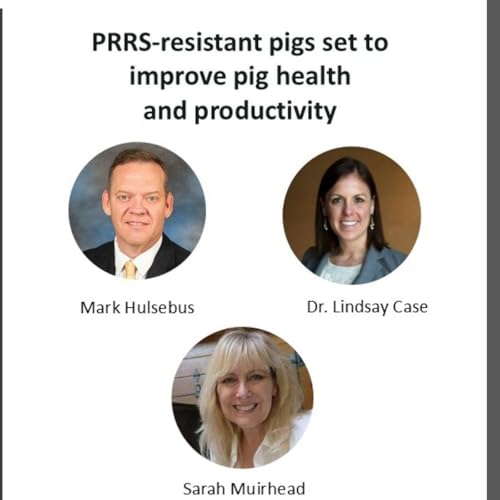 PRRS-resistant pigs set to improve pig health and productivity