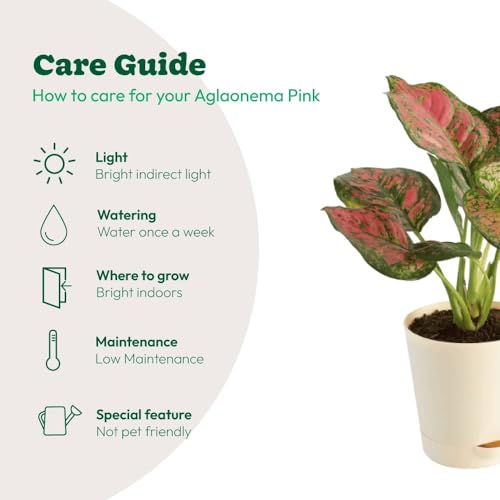 Image of Ugaoo Aglaonema Pink Beauty Live Indoor Plant with Self Watering Pot (Small) | Low Light Air Purifying Houseplant for Home, Office, Bedroom & Desk Decor