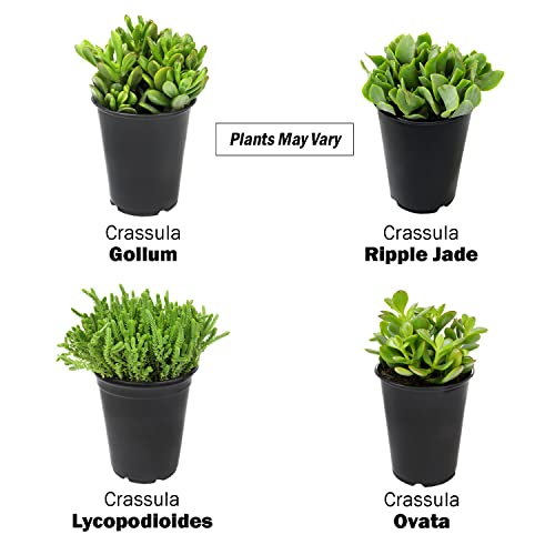 1Qt Jade Plant Crassula Succulent Pots 4Pk, Live Succulents Plants Live House Plants Indoors Live, Jade Plants Live Indoor Potted Plants Live Plants Indoor Plants Live Houseplants, By Plants For Pets #TOP3