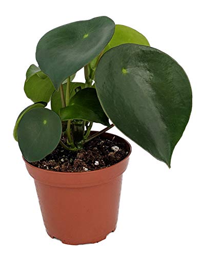 Raindrop Chinese Money Plant - Peperomia polybotrya - 3.75' Pot