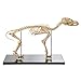 Anatomy Lab Canine Skeleton Anatomy Model - Small Dog Veterniary Skeleton Model Fixed Articulation on Base